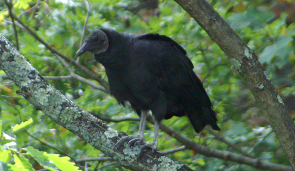 Black Vulture